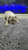 Dutton, a male French Bulldog for sale in Holly Hill, SC – 3 of 5