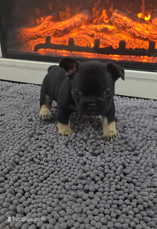 Casey – French Bulldog puppy for sale in Holly Hill, SC