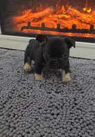 Casey, a male French Bulldog for sale in Holly Hill, SC – 1 of 4