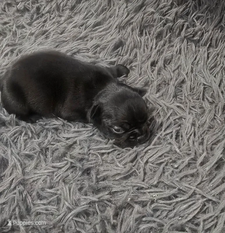 Onyx – French Bulldog puppy for sale in Holly Hill, SC