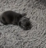 Onyx, a male French Bulldog for sale in Holly Hill, SC – 1 of 4