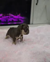 Beth, a female French Bulldog for sale in Holly Hill, SC – 2 of 5