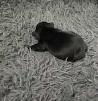 Onyx, a male French Bulldog for sale in Holly Hill, SC – 2 of 4