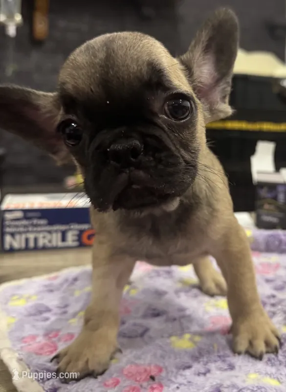 Grizzly – French Bulldog puppy for sale in Holly Hill, SC