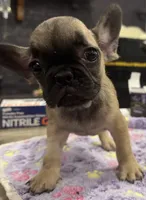 Grizzly, a male French Bulldog for sale in Holly Hill, SC – 1 of 6