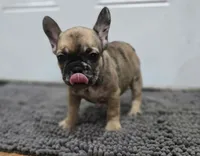 Charlotte, a female French Bulldog for sale in Holly Hill, SC – 2 of 6