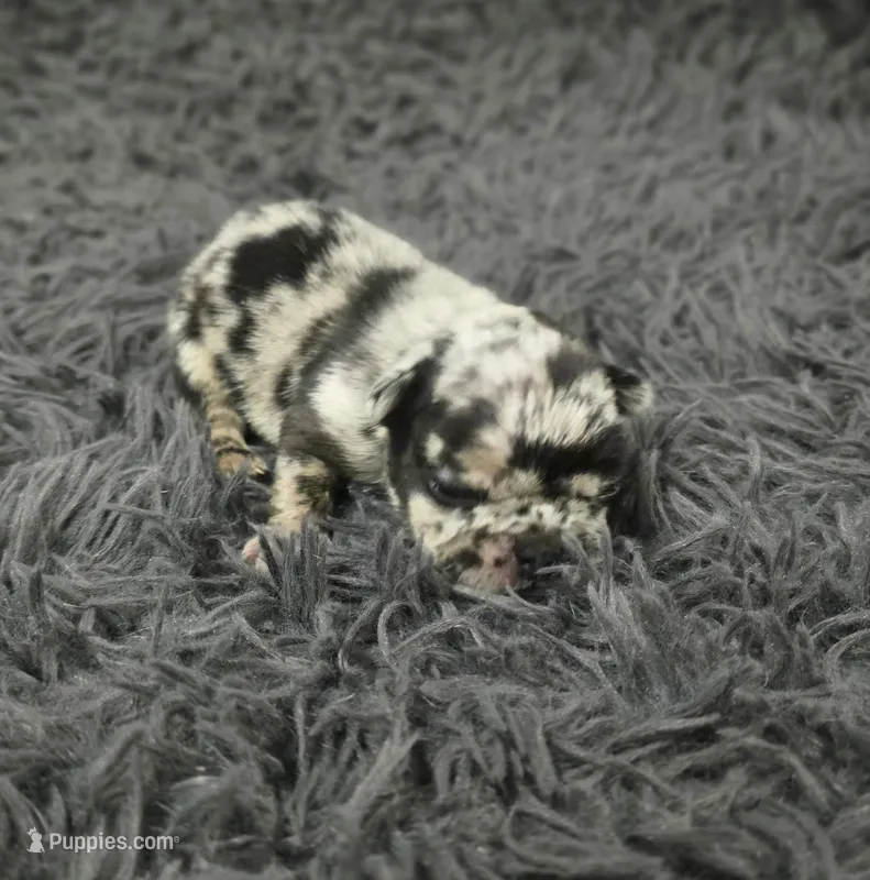 Shadow  – French Bulldog puppy for sale in Holly Hill, SC