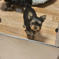 Carter, a male Yorkshire Terrier for sale in West Branch, MI – 2 of 3