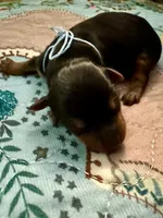 Ralphie, a male Yorkshire Terrier for sale in Englishtown, NJ – 4 of 10