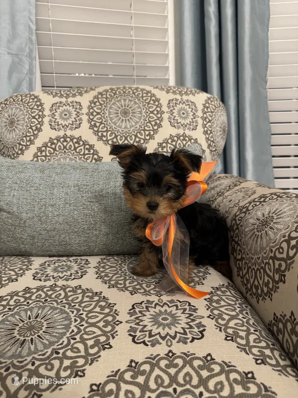 Hermie – Yorkshire Terrier puppy for sale in Englishtown, NJ
