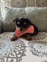 Hermie, a male Yorkshire Terrier for sale in Englishtown, NJ – 9 of 10