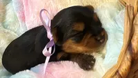 Yves, a female Yorkshire Terrier for sale in Englishtown, NJ – 3 of 10