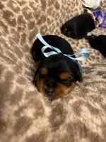 Ralphie, a male Yorkshire Terrier for sale in Englishtown, NJ – 2 of 10