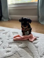 Hermie, a male Yorkshire Terrier for sale in Englishtown, NJ – 4 of 10