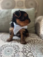 Ralphie, a male Yorkshire Terrier for sale in Englishtown, NJ – 3 of 10