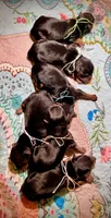 Tino, a male Yorkshire Terrier for sale in Englishtown, NJ – 5 of 8