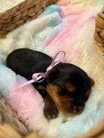 Yves, a female Yorkshire Terrier for sale in Englishtown, NJ – 4 of 10