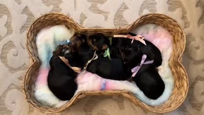 Yves, a female Yorkshire Terrier for sale in Englishtown, NJ – 10 of 10
