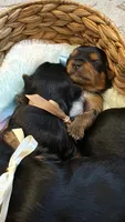 Ralphie, a male Yorkshire Terrier for sale in Englishtown, NJ – 5 of 10