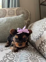 Yves, a female Yorkshire Terrier for sale in Englishtown, NJ – 8 of 10