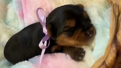Yves, a female Yorkshire Terrier for sale in Englishtown, NJ – 9 of 10