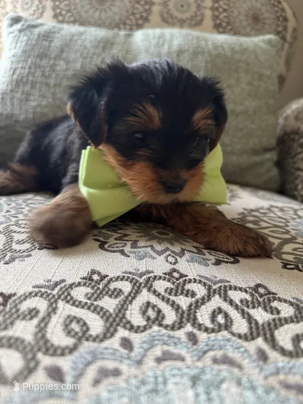 Georgie – Yorkshire Terrier puppy for sale in Englishtown, NJ