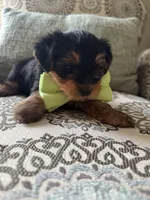 Georgie, a male Yorkshire Terrier for sale in Englishtown, NJ – 1 of 10