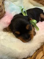 Georgie, a male Yorkshire Terrier for sale in Englishtown, NJ – 7 of 10