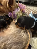 Ralphie, a male Yorkshire Terrier for sale in Englishtown, NJ – 6 of 10
