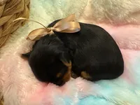 Louis, a male Yorkshire Terrier for sale in Englishtown, NJ – 6 of 7