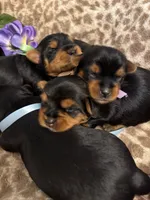 Yves, a female Yorkshire Terrier for sale in Englishtown, NJ – 7 of 10