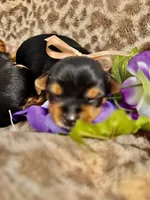 Louis, a male Yorkshire Terrier for sale in Englishtown, NJ – 2 of 7
