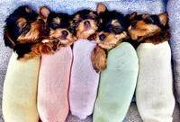 Tino, a male Yorkshire Terrier for sale in Englishtown, NJ – 8 of 8