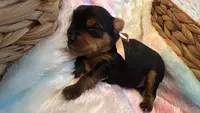 Louis, a male Yorkshire Terrier for sale in Englishtown, NJ – 3 of 7