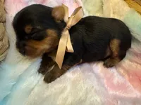 Louis, a male Yorkshire Terrier for sale in Englishtown, NJ – 5 of 7
