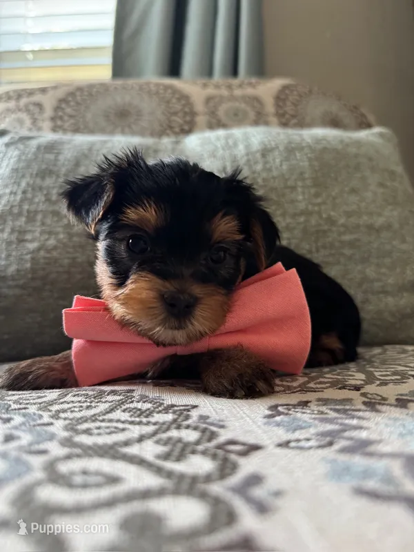Hermie – Yorkshire Terrier puppy for sale in Englishtown, NJ