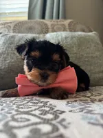 Hermie, a male Yorkshire Terrier for sale in Englishtown, NJ – 1 of 10