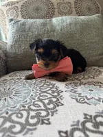 Hermie, a male Yorkshire Terrier for sale in Englishtown, NJ – 5 of 10
