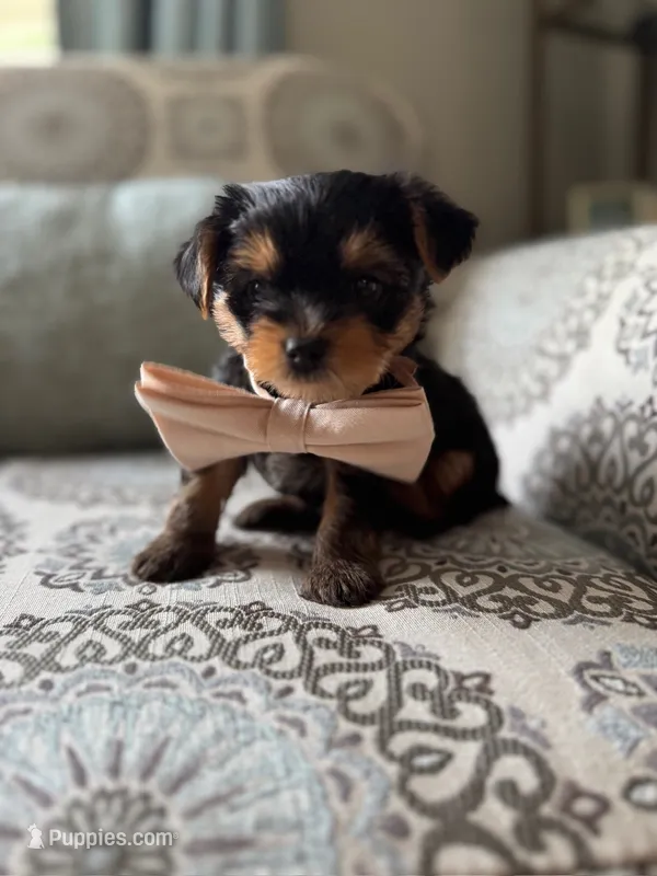 Louis – Yorkshire Terrier puppy for sale in Englishtown, NJ