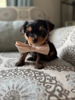 Louis, a male Yorkshire Terrier for sale in Englishtown, NJ – 1 of 7