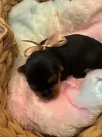 Louis, a male Yorkshire Terrier for sale in Englishtown, NJ – 7 of 7