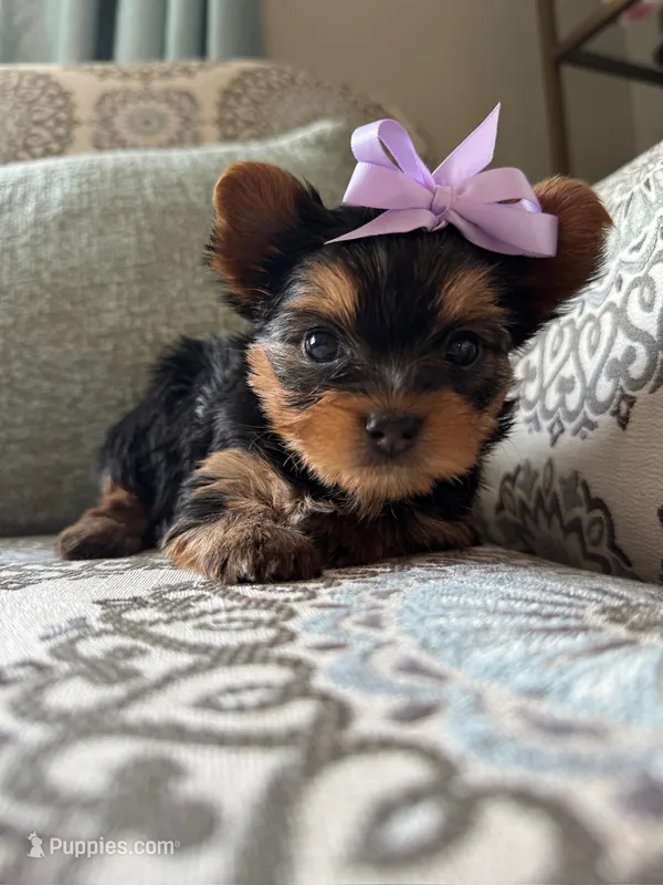 Yves – Yorkshire Terrier puppy for sale in Englishtown, NJ