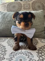 Ralphie, a male Yorkshire Terrier for sale in Englishtown, NJ – 9 of 10