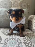 Ralphie, a male Yorkshire Terrier for sale in Englishtown, NJ – 10 of 10