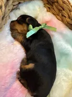 Georgie, a male Yorkshire Terrier for sale in Englishtown, NJ – 10 of 10