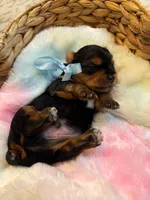 Ralphie, a male Yorkshire Terrier for sale in Englishtown, NJ – 1 of 10