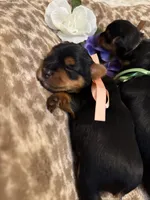 Hermie, a male Yorkshire Terrier for sale in Englishtown, NJ – 10 of 10