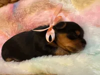 Hermie, a male Yorkshire Terrier for sale in Englishtown, NJ – 8 of 10