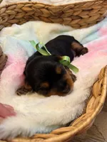Georgie, a male Yorkshire Terrier for sale in Englishtown, NJ – 2 of 10