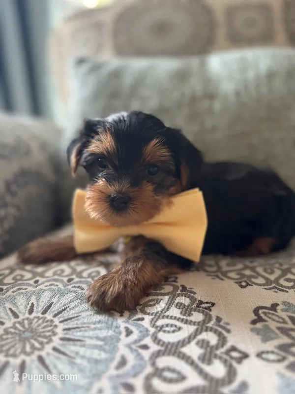 Tino – Yorkshire Terrier puppy for sale in Englishtown, NJ